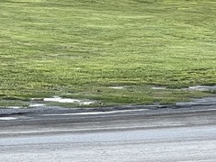 Charadrius vociferus