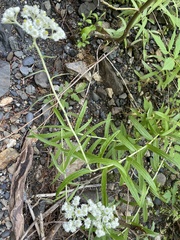 Anaphalis margaritacea