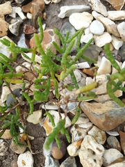 Salicornia