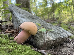 Lanmaoa pallidorosea