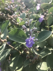 Vitex rotundifolia