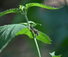 Heteropogon macerinus