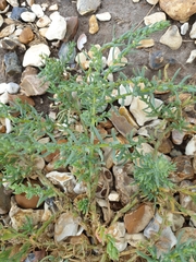 Suaeda maritima