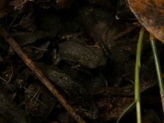 Bufo spinosus