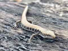 Elgaria multicarinata multicarinata
