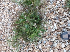 Tripolium pannonicum