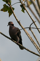 Streptopelia semitorquata