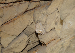 Pseudochazara pelopea