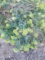 Crithmum maritimum