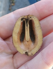 Juglans