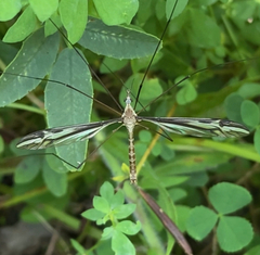 Tipula furca