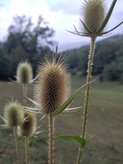 Dipsacus laciniatus