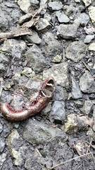 Trichodezia albovittata