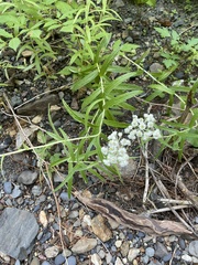 Anaphalis margaritacea