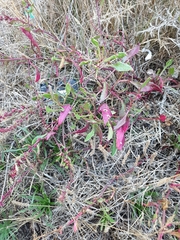 Rumex acetosella