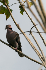 Streptopelia semitorquata