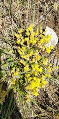 Sedum acre