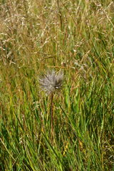 Tragopogon dubius