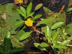 Ludwigia peploides