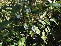 Olearia cheesemanii