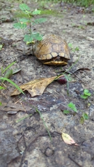 Terrapene carolina