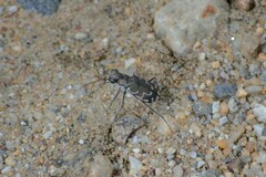 Cicindela repanda