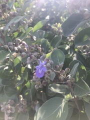 Vitex rotundifolia