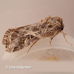Spodoptera litura