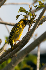 Ploceus cucullatus spilonotus