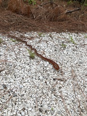 Pantherophis guttatus