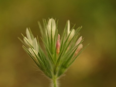 Trifolium stellatum