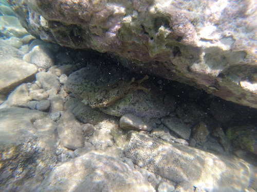 Aplysia dactylomela