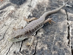 Elgaria multicarinata multicarinata