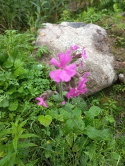 Silene dioica