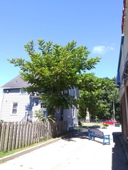 Juglans