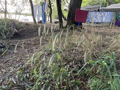 Elymus canadensis