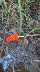Arisaema