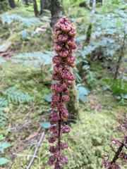 Pterospora andromedea