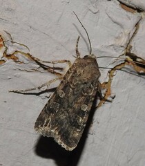 Peridroma saucia
