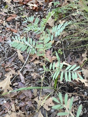 Tephrosia virginiana
