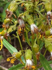 Aphis