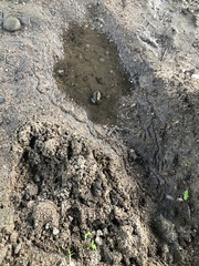 Lithobates catesbeianus