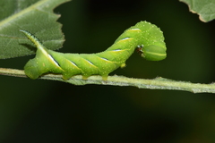 Sphinx kalmiae