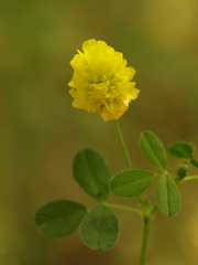 Trifolium campestre