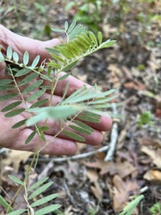 Tephrosia virginiana