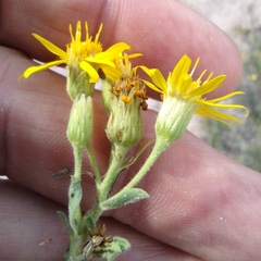 Heterotheca hirsutissima