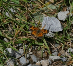 Phyciodes