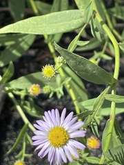 Symphyotrichum chilense