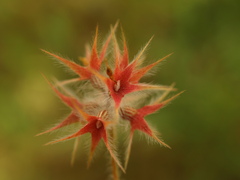 Trifolium stellatum