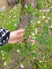 Baccharis dracunculifolia
